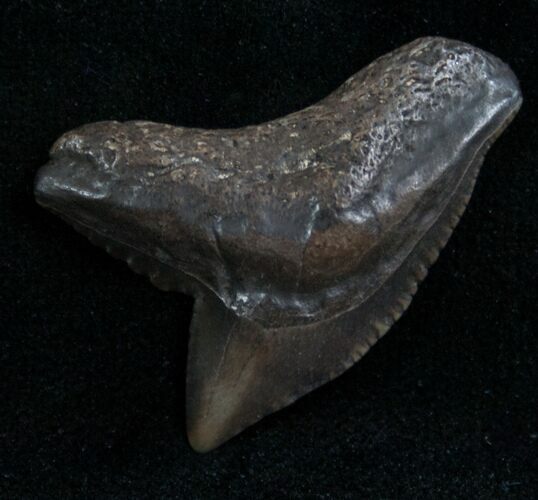 Fossil Tiger Shark Tooth From Georgia - #7647